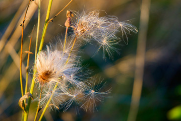 Downy flower seeds fly in the wind.