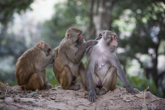Three macaques grooming one another at Swayambhunath Temple