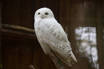 snowy owl 