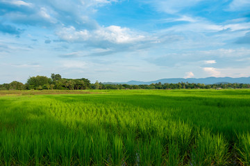 Green Rice Field with Mountains Background under Blue Sky