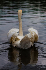 Łabędź od tyłu © Piotr_Kardas