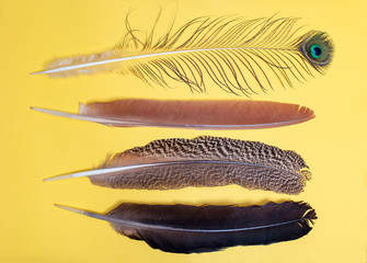 Collection feathers of birds isolated on green background