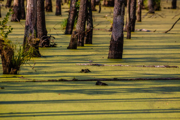 Bagno w lesie © Piotr_Kardas