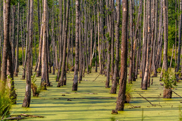 Bagno w lesie © Piotr_Kardas