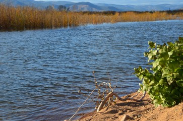 The river, shore and vegetation