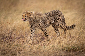 Fototapeta na wymiar Cheetah cub walking through grass licks lips