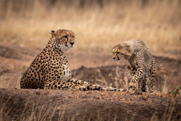 Fototapeta premium Cheetah cub walking towards mother lying down