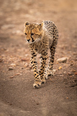 Cheetah cub walks down track lifting paw