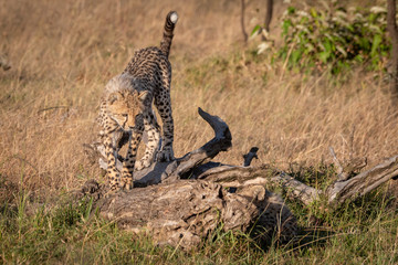 Cheetah cub walks on log in savannah