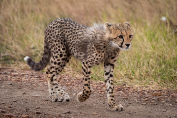 Cheetah cub walks down track staring ahead