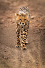 Cheetah cub walks down track towards camera