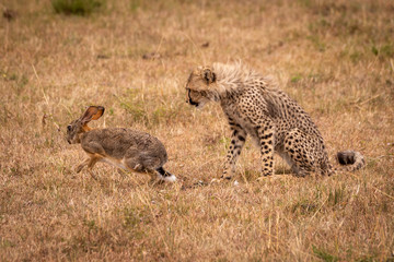 Naklejka na ściany i meble Cheetah cub watches scrub hare run off
