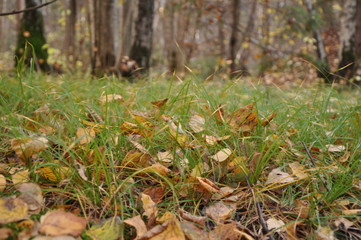 fall forest. Fallen yellow foliage lies on the grass. background