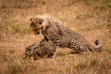 Cheetah cub watching scrub hare in savannah