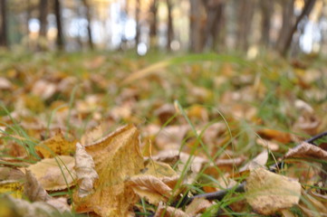 fall forest. Fallen yellow foliage lies on the grass. background