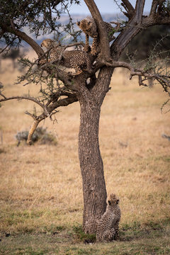 Cheetah cub watches two siblings in tree
