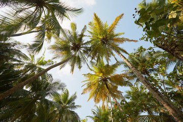 Obraz na płótnie Canvas Coconut palm trees perspective view on exotical tropical island