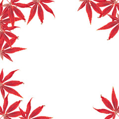 autumn leaves isolated on white background