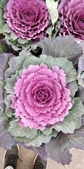 Purple Cabbage