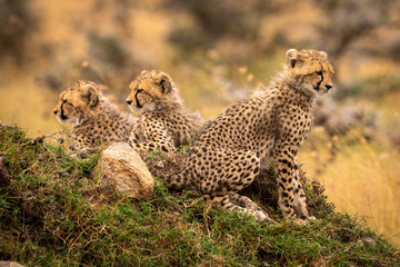 Cheetah cubs look out from rocky mound