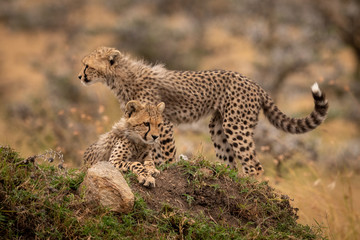 Cheetah cubs lying and standing on mound