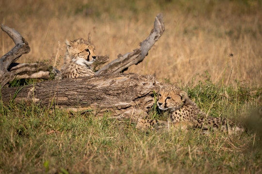 Cheetah cubs lie beside log in grass
