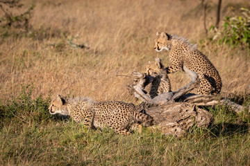Naklejka premium Cheetah cubs sitting and standing by log