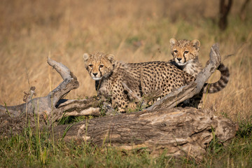 Cheetah cubs stand behind log in grass