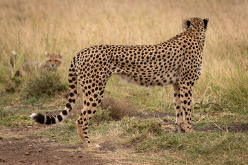 Cheetah in grass looks back to cub