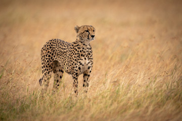 Cheetah in long grass stands staring right