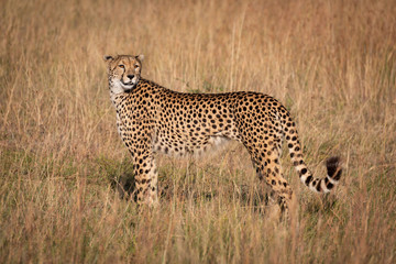 Cheetah in profile looks back in grass