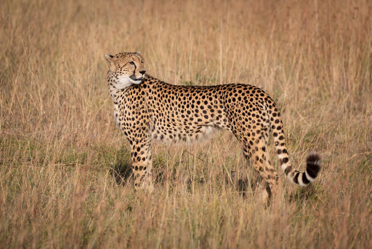 Cheetah in profile looking back in grass
