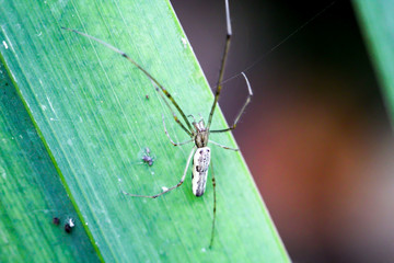 Streckerspinne auf Pflanze