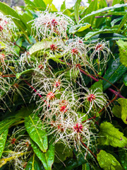 water drops on the bush