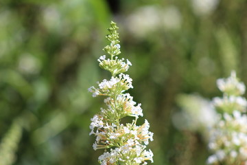 white lilacs blooming