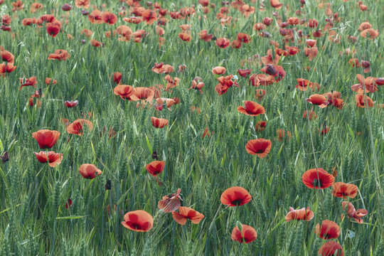France, Chaumes-en-Retz, department 44, field of poppies, spring.