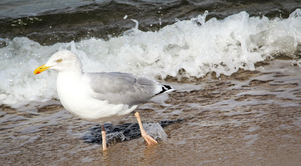 Möwe am Strand, Strandurlaub 