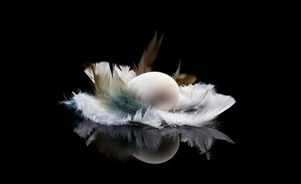 egg and feathers on a black background