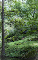 Naklejka premium botanical park with a set of trees