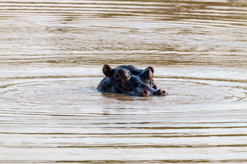 Hippo