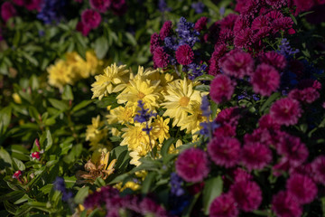 Obraz premium Flowers in field