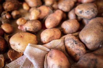 Potato harvest in the cellar as a background