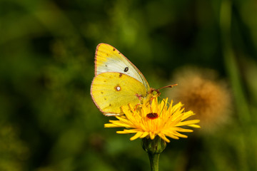 Wei&szlig;klee Gelbling