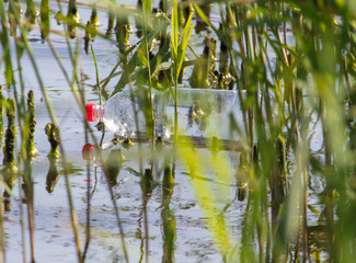 Plastic bottle in the reeds in nature
