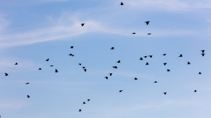 A flock of crows in the blue sky