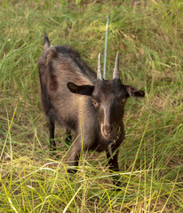 Portrait of a black goat on a pasture
