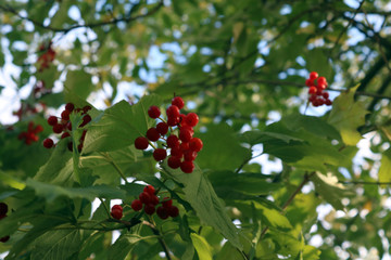 Obraz premium Roote Beeren am Baum