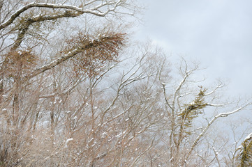 Dry tree branches covered with snow after a snowstorm. Background with gray sky. Shizuoka Prefecture, Japan. Winter of February 2011.