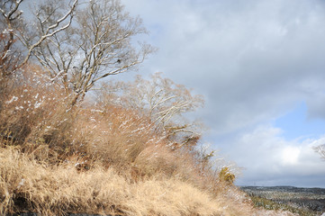 Beautiful landscape with trees covered with snow. Background with white clouds and blue sky. Shizuoka Prefecture, Japan. Winter of February 2011.
