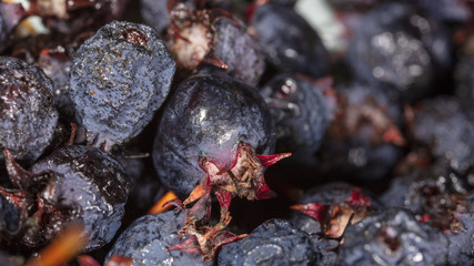 Amelancher ripe berries as a background